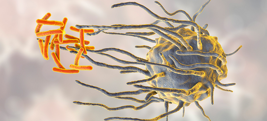 macrophage attacking mycobacteria